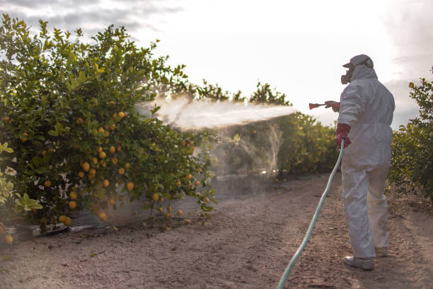 Best Insect Control  in Solvang, CA